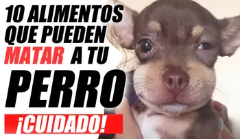 10 alimentos que pueden matar a tu perro