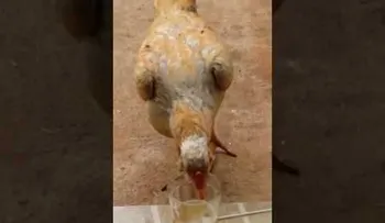 No me la quite que te pico