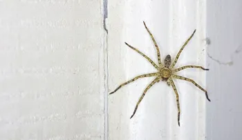 9 remedios naturales para repeler arañas