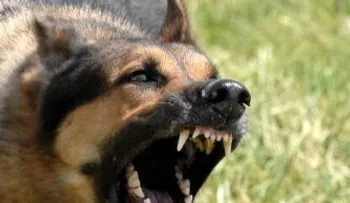 Ministerio de Salud reporta caso de rabia en hombre mordido por perro 