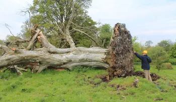 Árbol caído en Irlanda revela un esqueleto de hace 1.000 años