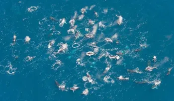 Las ballenas jorobadas están actuando muy extraño y los científicos quieren saber por qué