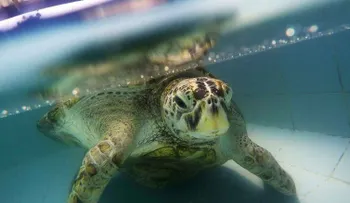La tortuga que se tragó 915 monedas murió tras la operación