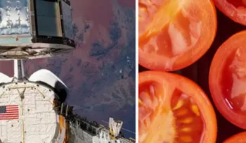 Semillas de tomate que pasaron casi seis años en órbita germinaron mejor que las terrestres