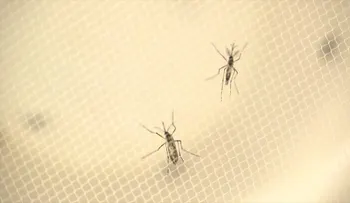 Los CDC actualizan sus recomendaciones sobre el virus del Zika