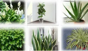 Estas plantas son bombas de oxígeno. Deberias tenerlas en tu casa para limpiar el aire interior