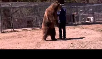 Un oso mata a un hombre  (VIDEO)