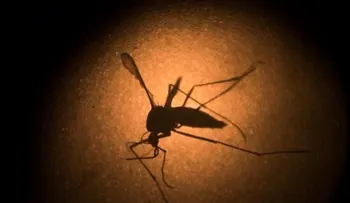 El zika daña las células que forman la corteza cerebral, según un estudio