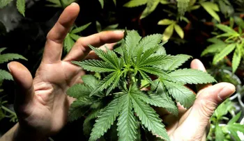 Se cuadruplicó la cantidad de cultivadores de marihuana en Uruguay