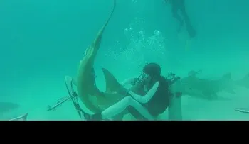 Un buceador (Riccardo Sturla Avogadri) salva un tiburón quitándole anzuelos de la boca