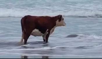Una vaca disfrutando de la playa; parece no soportó el calor