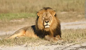 'No tenía idea de que el león era conocido', afirma dentista que mató al león Cecil