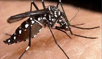 Menor muere afectado de dengue