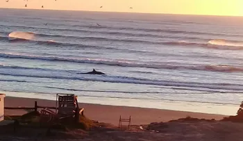 ¿Por qué han varado tantas ballenas en Argentina recientemente?