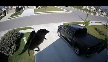 Captan pájaro que de manera increíble flota en el aire sin batir sus alas