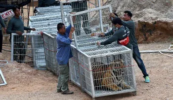Hallan restos de 40 cachorros en refrigeradores del Templo del tigre; en Tailandia