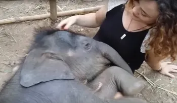 Un bebé elefante duerme a ritmo de canciones de cuna
