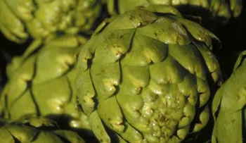 5 alimentos que sí ayudan a reducir la celulitis
