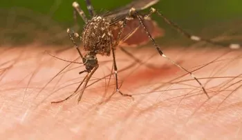 Hallan un hongo que elimina al mosquito transmisor de la fiebre chikungunya y el dengue