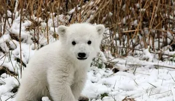 El oso polar Knut sufrió un tipo de encefalitis solo asociada a humanos