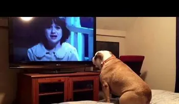 Así reaccionó esta bulldog durante una película de terror