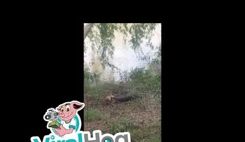 Un cocodrilo se come al perro que lo atormentó durante años (FUERTE VIDEO)