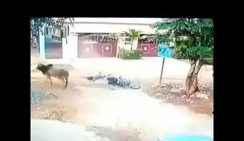 Toro mata motorista en Cotuí