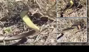 El escalofriante ataque aéreo de una serpiente