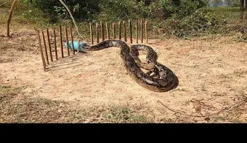 El ataque de una serpiente esconde un secreto (VIDEO 2)
