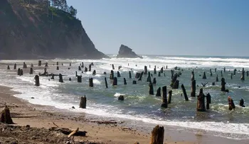 La playa de árboles fantasma que deja perplejos a los turistas en EE.UU. (VIDEO)