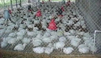 La FAO pide concienciar más a los productores sobre resistencia a fármacos