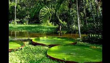 Brasil: disminuye 18% deforestación en Amazonia 
