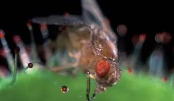 Iluminan el cerebro de una mosca para darle un vistazo al pasado