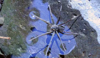 Encuentran una extraoridinaria araña que se alimenta de sapos gigantes