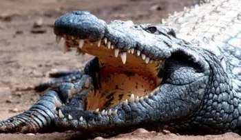 Hombre muerde un cocodrilo para sacar a su hijo de la boca del animal