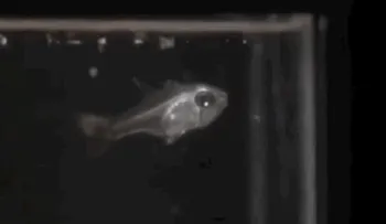 Increíble: un pez que escupe luz