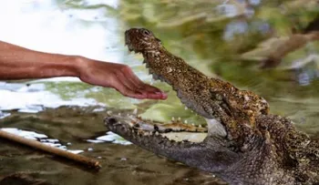 Le pidió matrimonio a su novia en un estanque de cocodrilos y entró en pánico