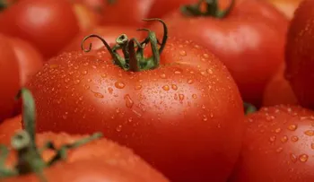 9 alimentos no puede meter en la nevera