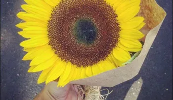 Le regaló un girasol a una completa extraña, y se llevó tremenda sorpresa             