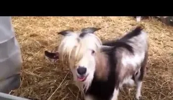 Video: Chivo â??cacareaâ? como una gallina 