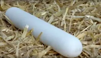 Aunque piense que no, estos huevos fueron puestos por gallinas