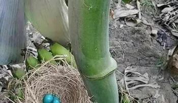 Genera asombro huevos azules puesto por ave â??desconocidaâ? en un racimo de guineo