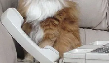 Gato llama al número de emergencias 999
