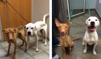 La asombrosa transformación de Emmy y Oscar