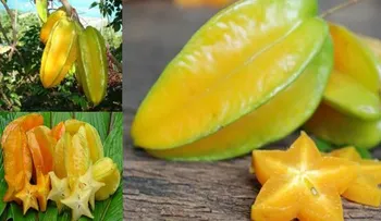 Fruta desconocida con enormes propiedades, mejora la visión, elimina parásitos, dolor de cabeza...