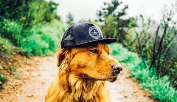 Este perro tiene más amigos que tú