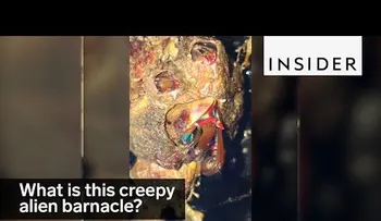 Una extraña criatura impresiona a los biólogos  (VIDEO)