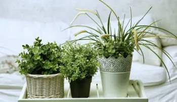 5 plantas para dormir mejor y que puedes tener en tu habitación