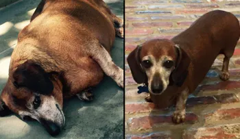Vincent, el perro obeso, ya logró perder la mitad de su peso