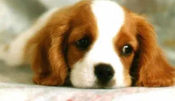 Prácticos tips para que tu perrito no sufra por los fuegos artificiales